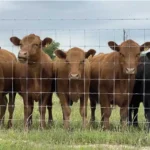 Cyclone Fixed-Knot Woven Wire