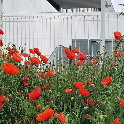 3D Welded Wire Mesh Fence for Garden