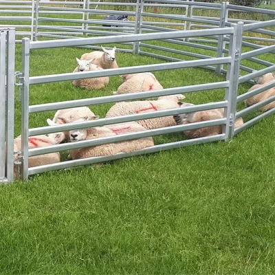 Sheep Yard Fencing